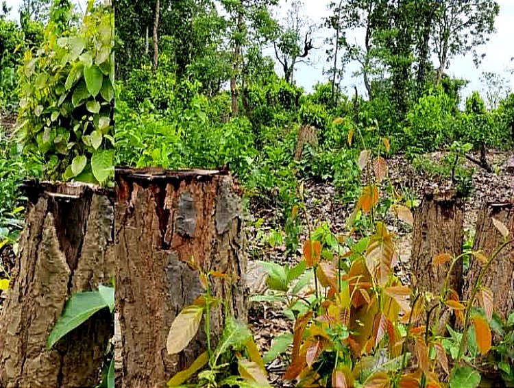 यहां घोरान ही खा रहे खेत :  पलामू में जंगल पहाड़ उजड़वाने में वन विभाग का और अवैध खनन करवाने में खनन विभाग का हाथ : युद्ध